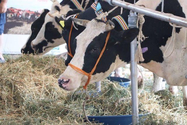 Tekirdağ’da İnek Güzellik Yarışması