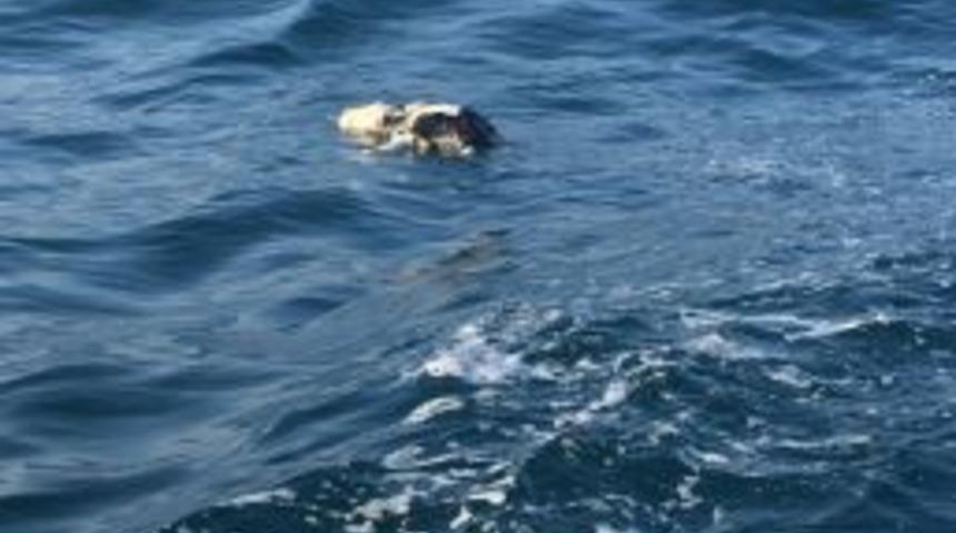 Palamut Avlamaya Çıkan Balıkçılar Danayla Karşılaştılar