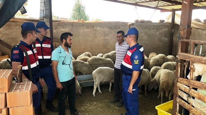Çalınan Koyunlar Çalıntı Çıktı