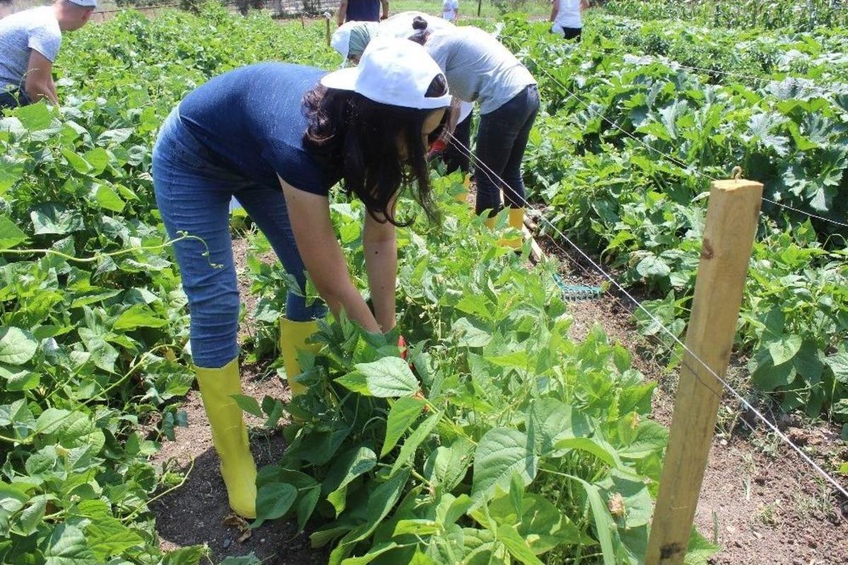 (&ouml;zel Haber) Hem &Uuml;niversite Okuyor, Hem De Organik Sebze &Uuml;retiyorlar