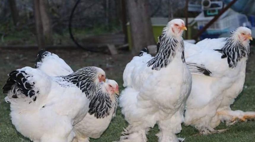 Brahma S&uuml;s Tavuğu &Uuml;reticileri Kul&uuml;p Kurdu