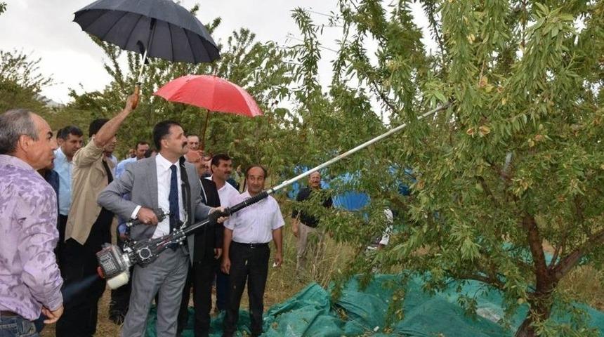 Kırıkkale’de Badem Hasadı Başladı