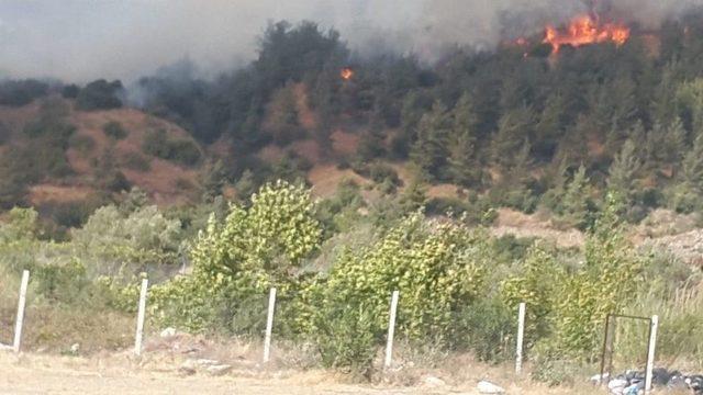 Osmaniye’de Orman Yangını