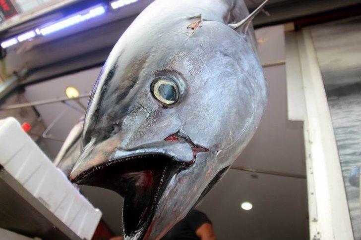 Samsunluların Dev Orkinos Şaşkınlığı G1