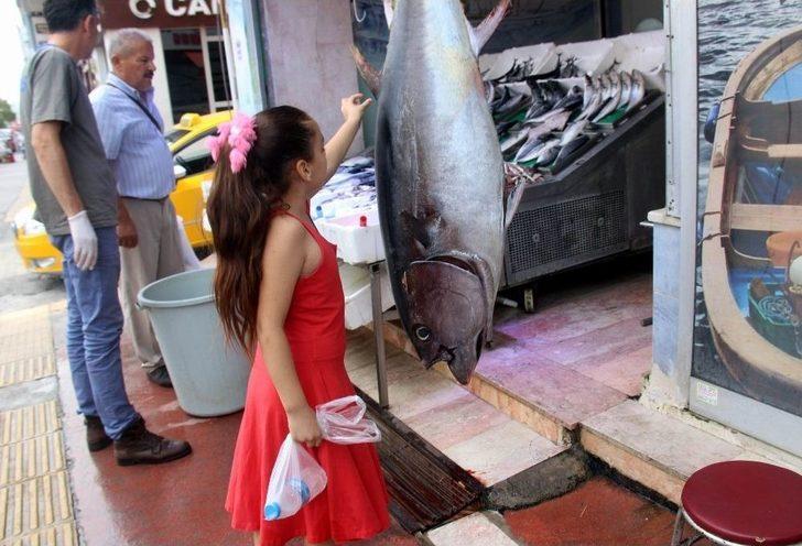 Samsunluların Dev Orkinos Şaşkınlığı G3