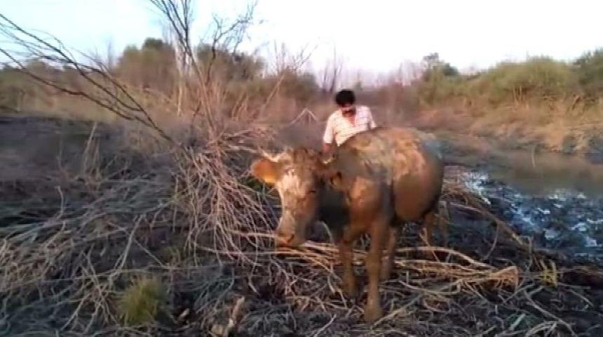 Baraj Kapakları Bu Kez İnekleri Mahsur Bıraktı
