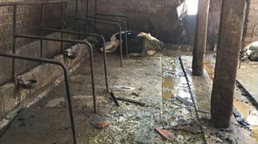 Bolu&rsquo;nun Tatlar K&ouml;y&uuml;nde &Ccedil;ıkan Yangında 2 Hayvan Telef Oldu