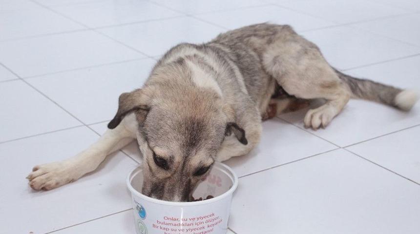 &Ouml;l&uuml;me Terk Edilen K&ouml;pek Koruma Altında