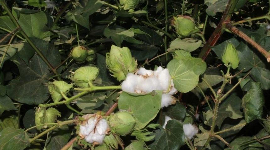 Pamuk Sekt&ouml;r&uuml; İ&ccedil;in &rsquo;ambargo&rsquo; A&ccedil;ıklaması
