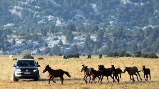Yılkı Atları Geçen Yıl Gelen 25 Bin Turist Sayısını, Yılın Bu Ayında İkiye Katladı