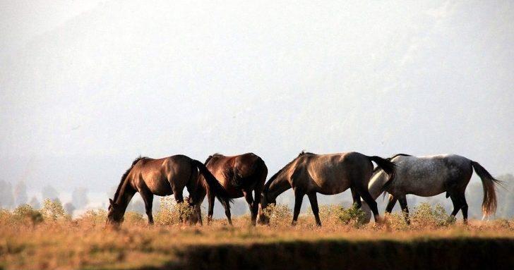 Yılkı Atları Geçen Yıl Gelen 25 Bin Turist Sayısını, Yılın Bu Ayında İkiye Katladı G3