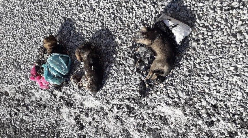 Zifte Yapışan Yavru K&ouml;peklerin İmdadına Belediye Yetişti