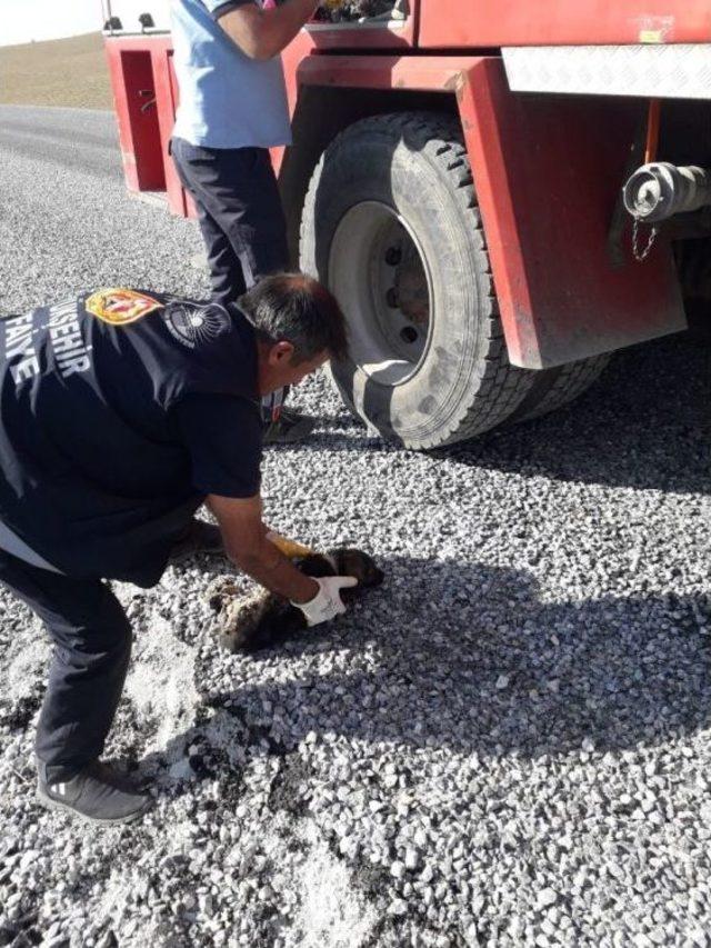 Zifte Yapışan Yavru Köpeklerin İmdadına Belediye Yetişti