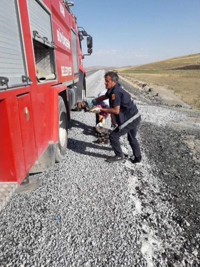 Zifte Yapışan Yavru Köpeklerin İmdadına Belediye Yetişti