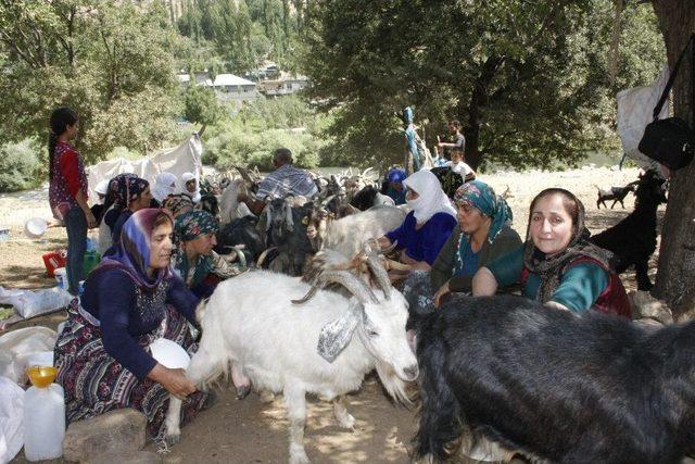 Bin Yıllık Çoban Geleneği Yaşatılıyor