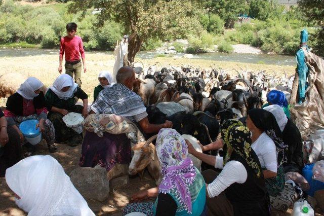 Bin Yıllık Çoban Geleneği Yaşatılıyor