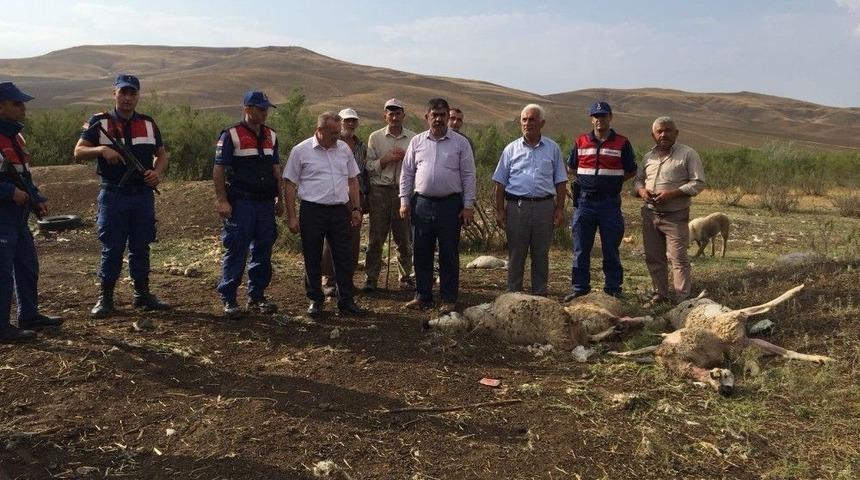 A&ccedil; Kalan Kurtlar S&uuml;r&uuml;ye Saldırdı, 78 Hayvan Telef Oldu