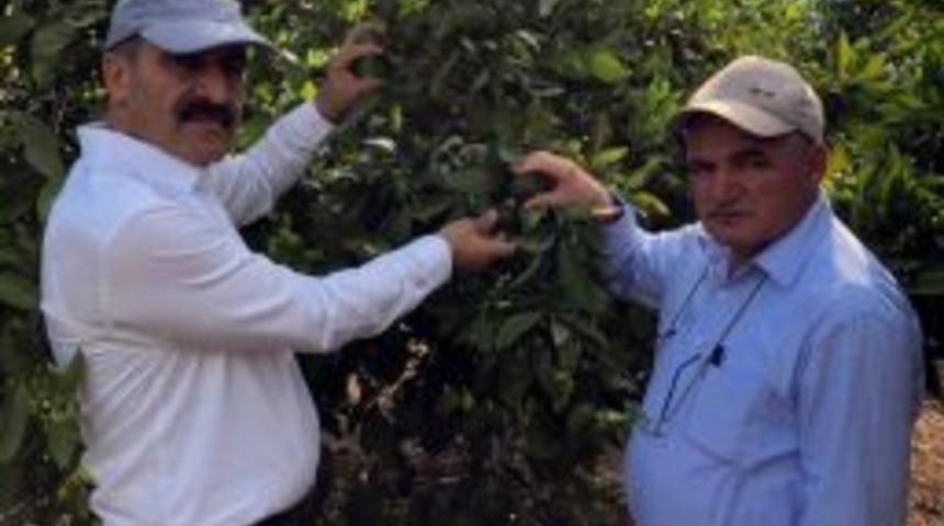 Narenciye &Uuml;retiminde Akdeniz Meyve Sineğiyle M&uuml;cadelede Destek