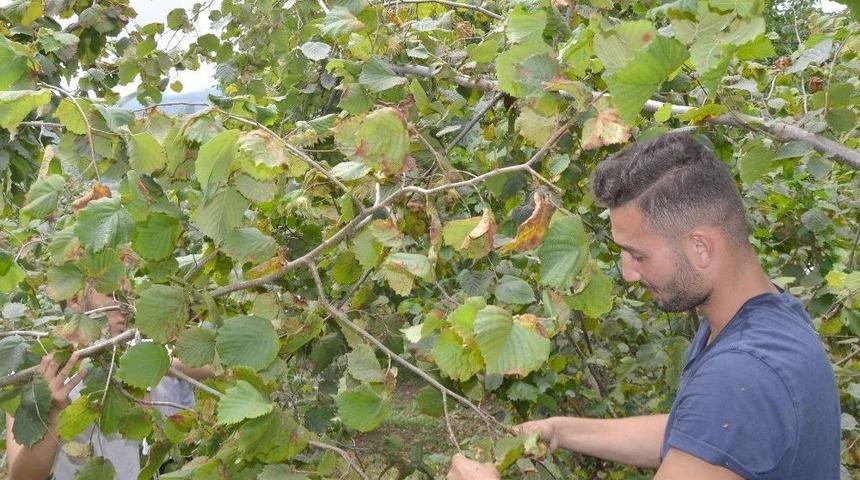 Ordu&rsquo;da Fındık Hasadı Başladı