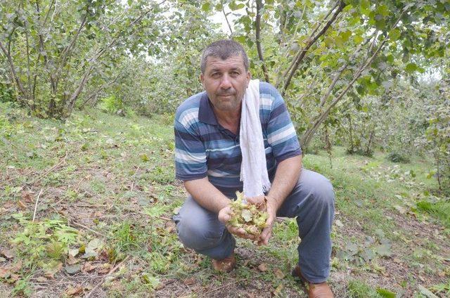 Ordu’da Fındık Hasadı Başladı