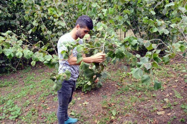 Ordu’da Fındık Hasadı Başladı