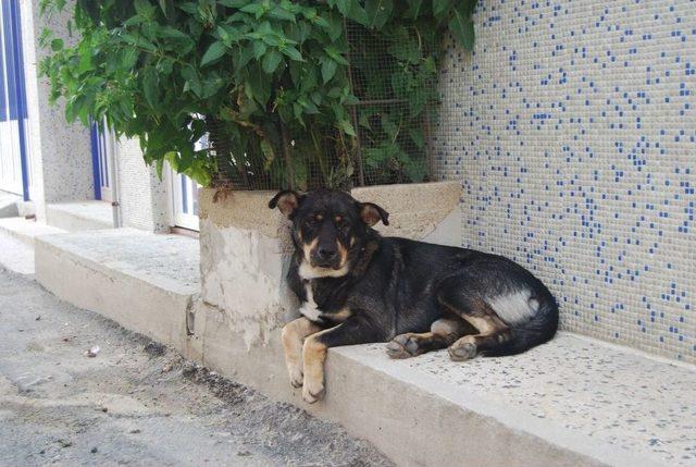 Köpek Havlaması Mahalleli İle İnşaat İşçilerini Birbirine Düşürdü