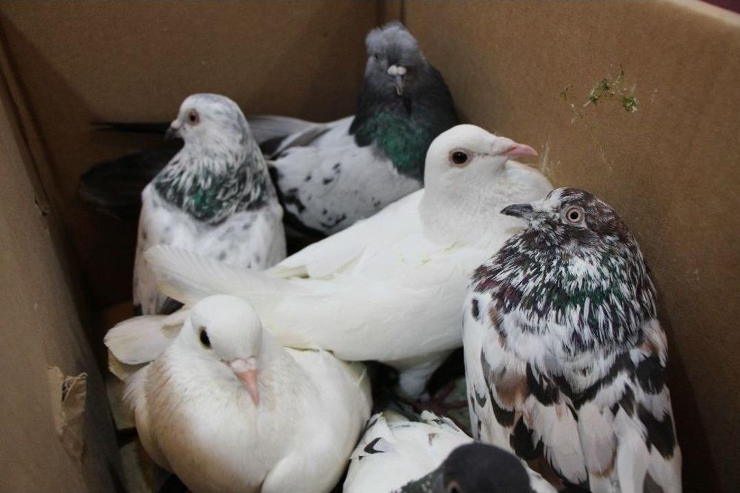 G&uuml;vercinlerin Arasından Uyuşturucu &Ccedil;ıktı