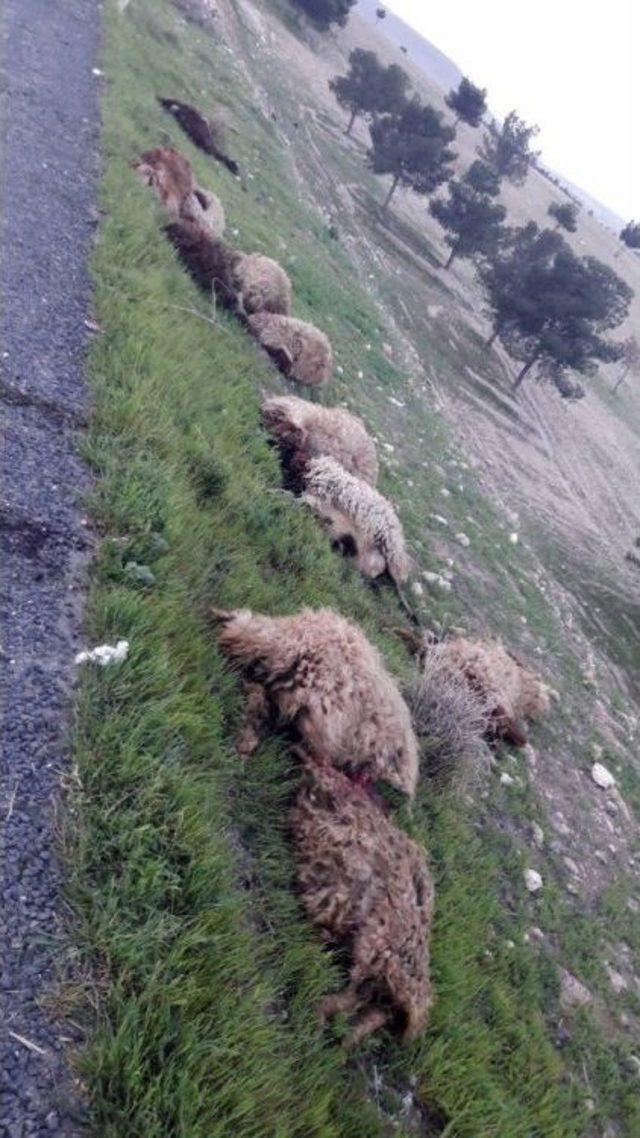 Otomobil Koyunları Ezdi 1