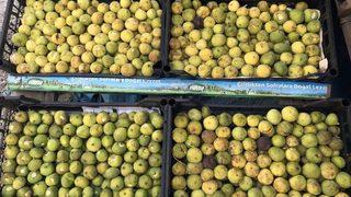 (özel) Bitlis Ekonomisine İncir Ve Nar Desteği