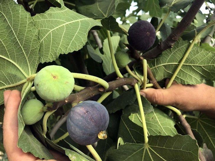 (özel) Bitlis Ekonomisine İncir Ve Nar Desteği G2