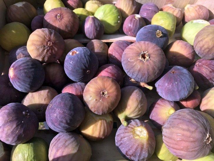 (özel) Bitlis Ekonomisine İncir Ve Nar Desteği G3