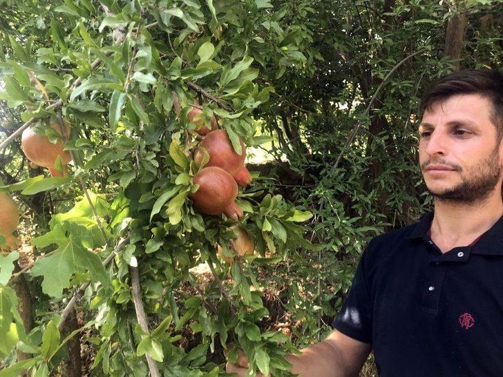 (özel) Bitlis Ekonomisine İncir Ve Nar Desteği G4