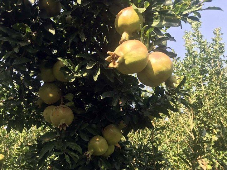 (özel) Bitlis Ekonomisine İncir Ve Nar Desteği G5