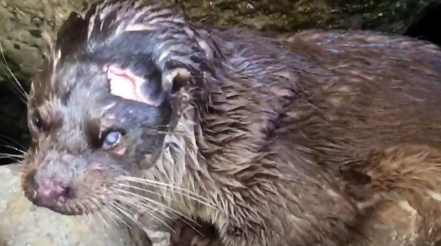 Nesli T&uuml;kenme Tehlikesi Yaşayan Hayvanı Yaralı Buldular