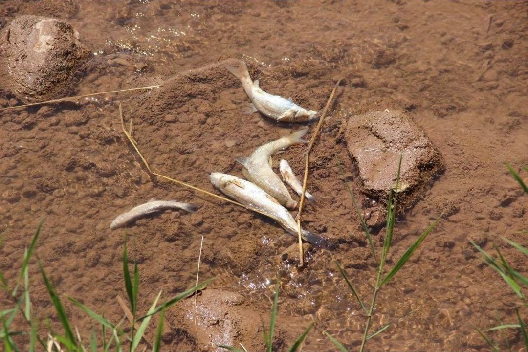 Balık &Ouml;l&uuml;mleri K&ouml;yl&uuml;leri Korkuttu