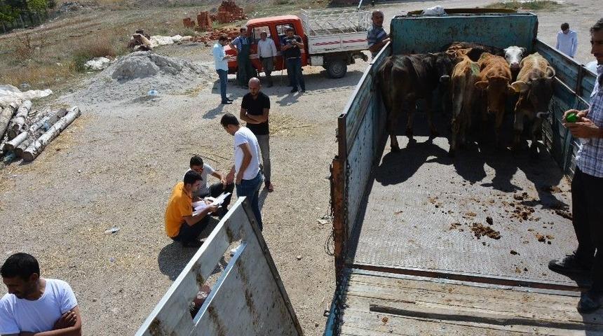 Seyitgazi&rsquo;de 25 B&uuml;y&uuml;kbaş Hayvan Dağıtıldı