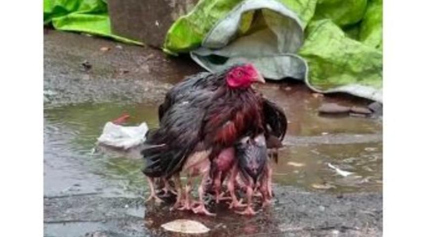 Yavrularını Yağmurdan Koruyan Tavuk Fenomen Oldu