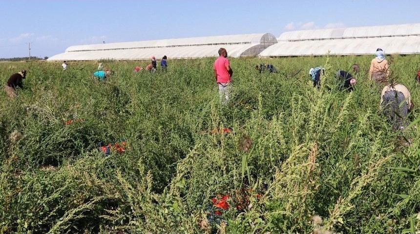 (&ouml;zel) Gevaş&rsquo;ta Muz &Uuml;retilecek