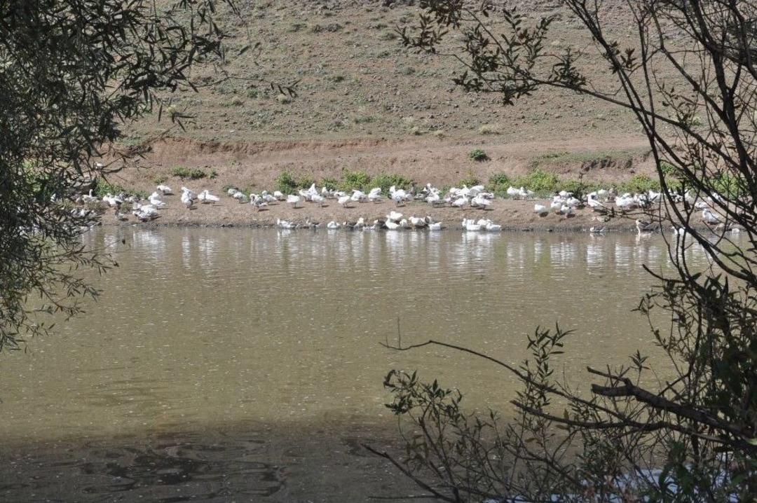 Kars&rsquo;ta Kazlar Besiye Alındı