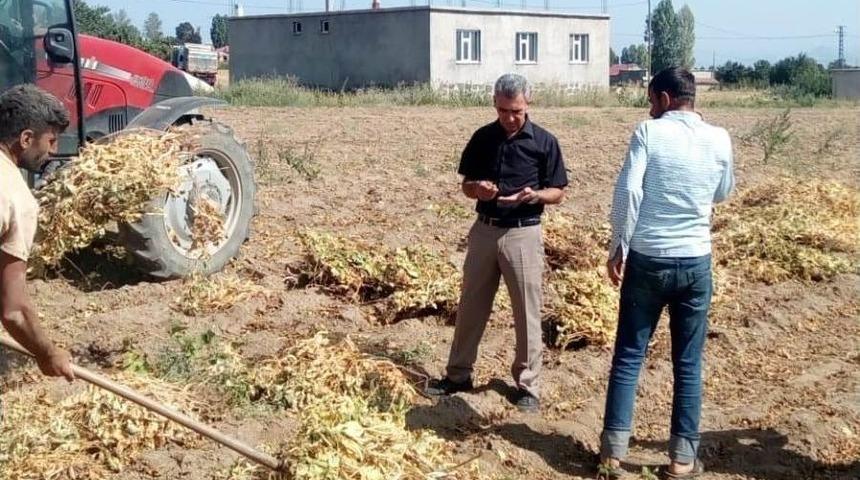 Tatvan&rsquo;da Kuru Fasulye Hasadı Başladı