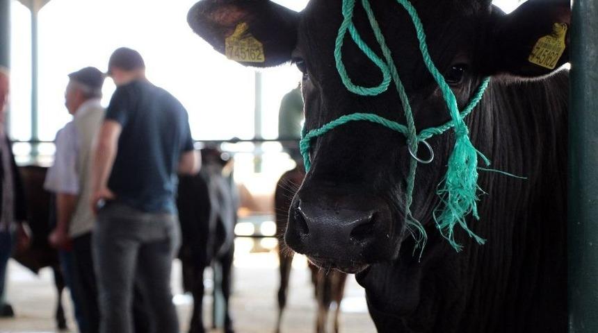 Eskişehir’de Şarbon Vak’ası Bulunmuyor