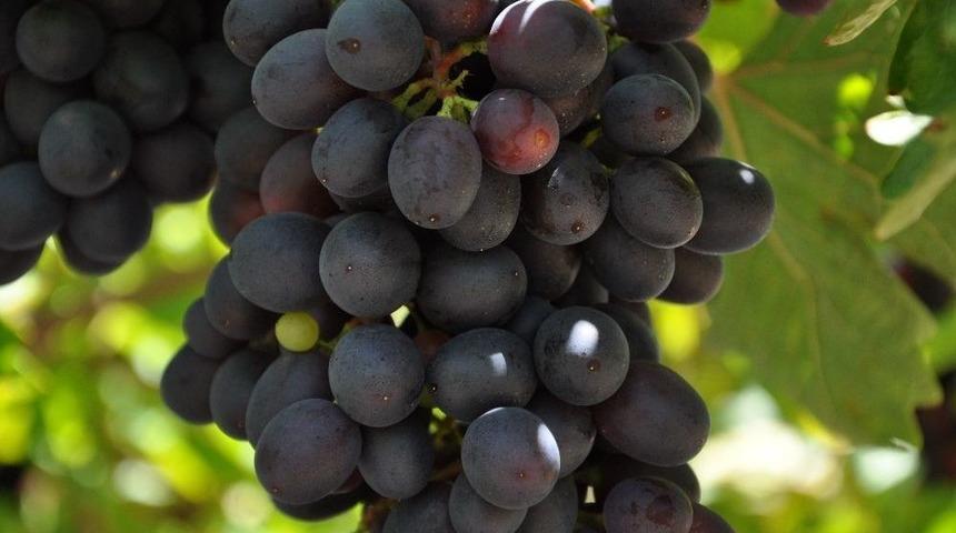 &Uuml;z&uuml;m Bağlarında Fungal Ve Tane &Ccedil;atlaması Riski