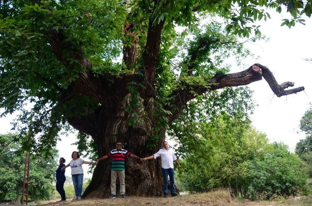 1000 Yıllık Kestane Ağacı Turistlerin İlgisini &Ccedil;ekiyor