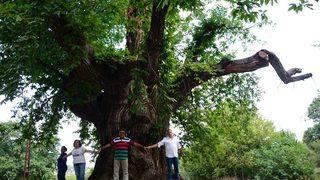 1000 Yıllık Kestane Ağacı Turistlerin İlgisini Çekiyor