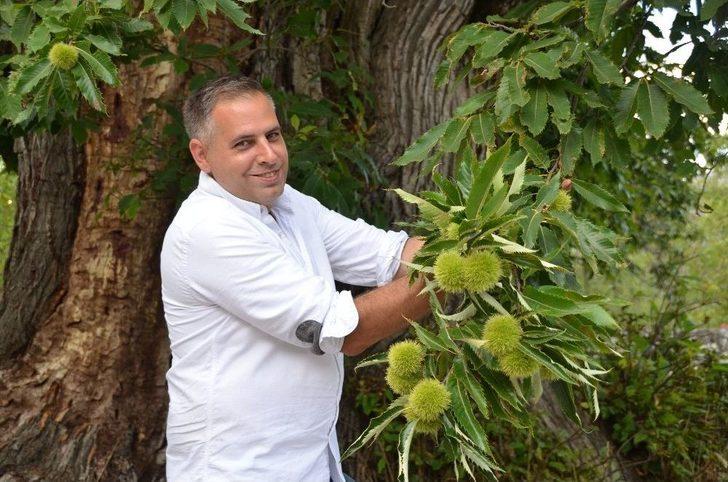 1000 Yıllık Kestane Ağacı Turistlerin İlgisini Çekiyor G2