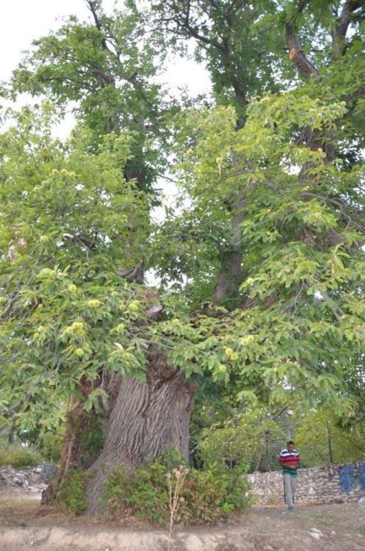 1000 Yıllık Kestane Ağacı Turistlerin İlgisini Çekiyor G5
