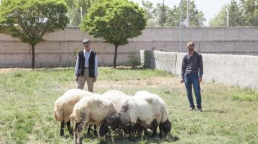 Ahlat&rsquo;ta Hayvan Hırsızlığı