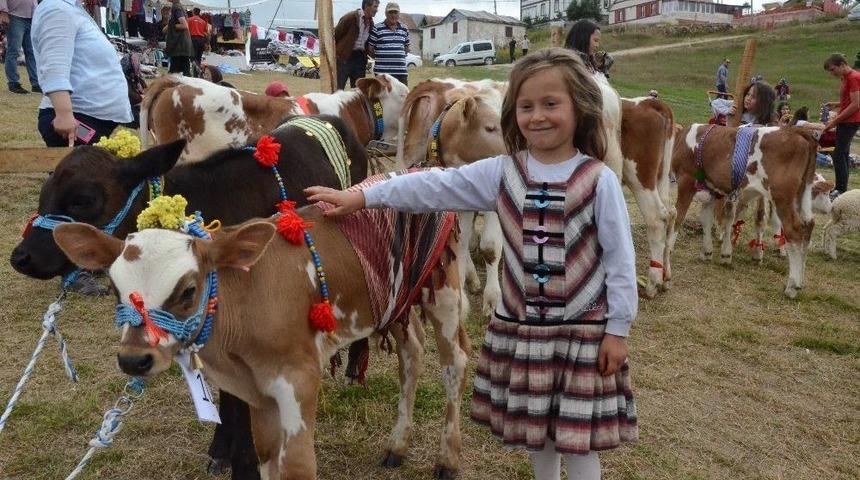 Buzağılar G&ouml;r&uuml;c&uuml;ye &Ccedil;ıktı