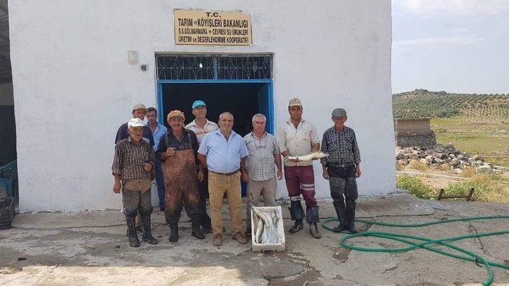 Denizi Olmayan Manisa’dan Uzak Doğu’ya Balık İhracatı G1