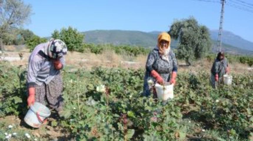 Kınalı Bamya, Festivalle Tanıtılacak